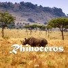 Les rhinocéros en danger critique d’extinction